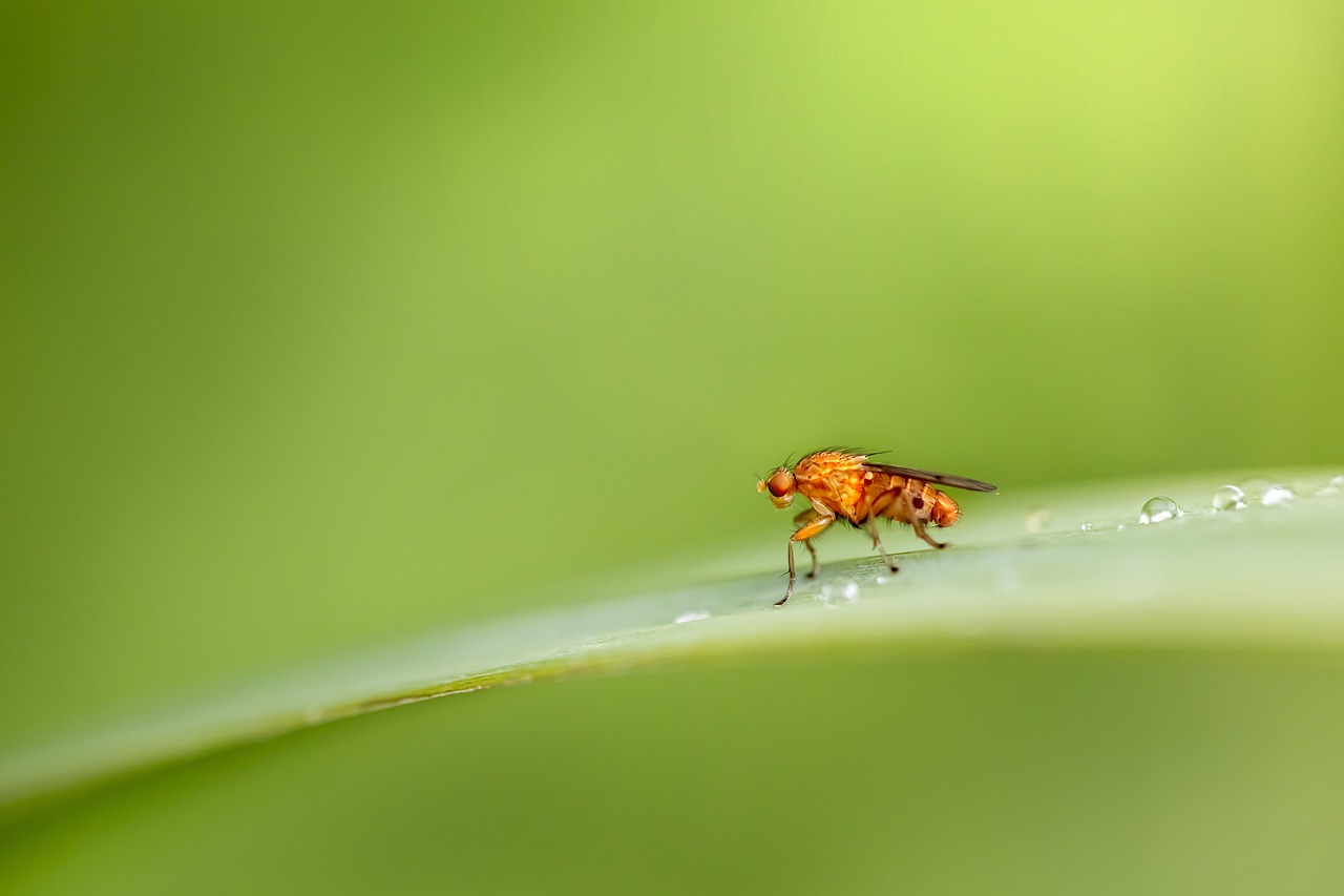 Minifliegen in der Blumenerde – das können Sie dagegen unternehmen!