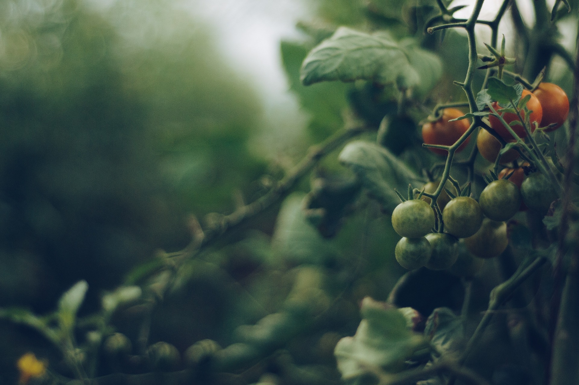 Alte Tomatensorten: Mehr Geschmack auf dem Teller